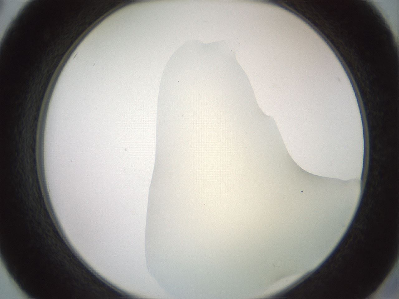 folderID16_plateID2016_batchID8964_wellNum50_profileID1_d2_r135949_ef.jpg