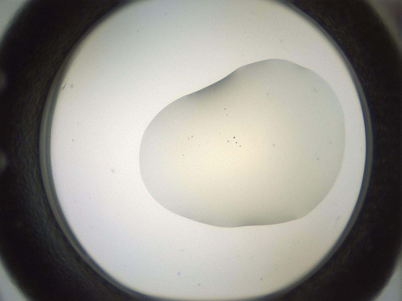 folderID16_plateID2016_batchID8964_wellNum51_profileID1_d1_r135950_ef.jpg