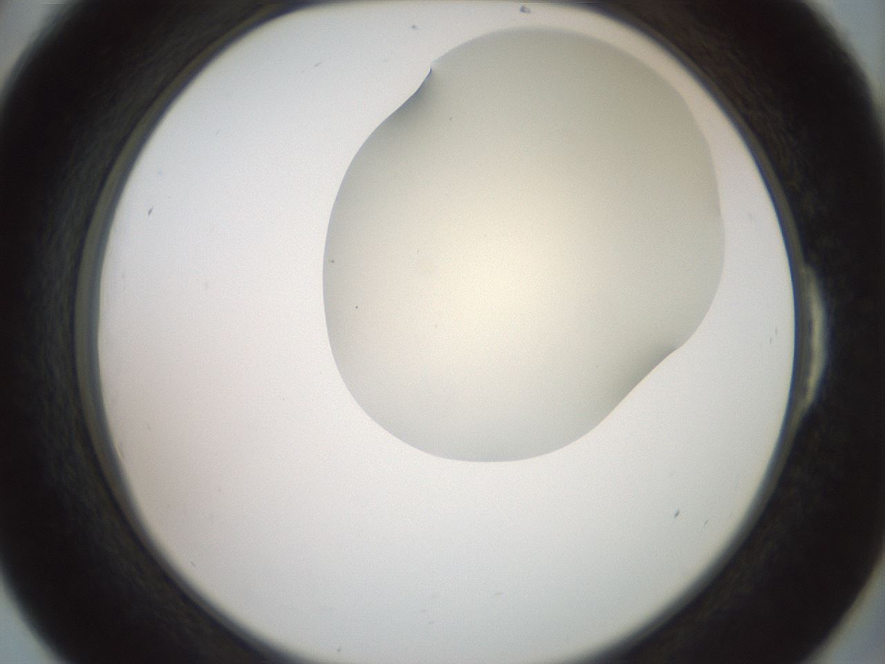 folderID16_plateID2016_batchID8964_wellNum54_profileID1_d2_r135957_ef.jpg