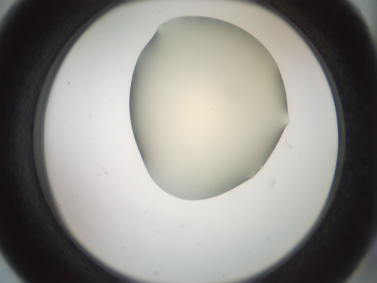 folderID16_plateID2016_batchID8964_wellNum56_profileID1_d2_r135961_ef.jpg