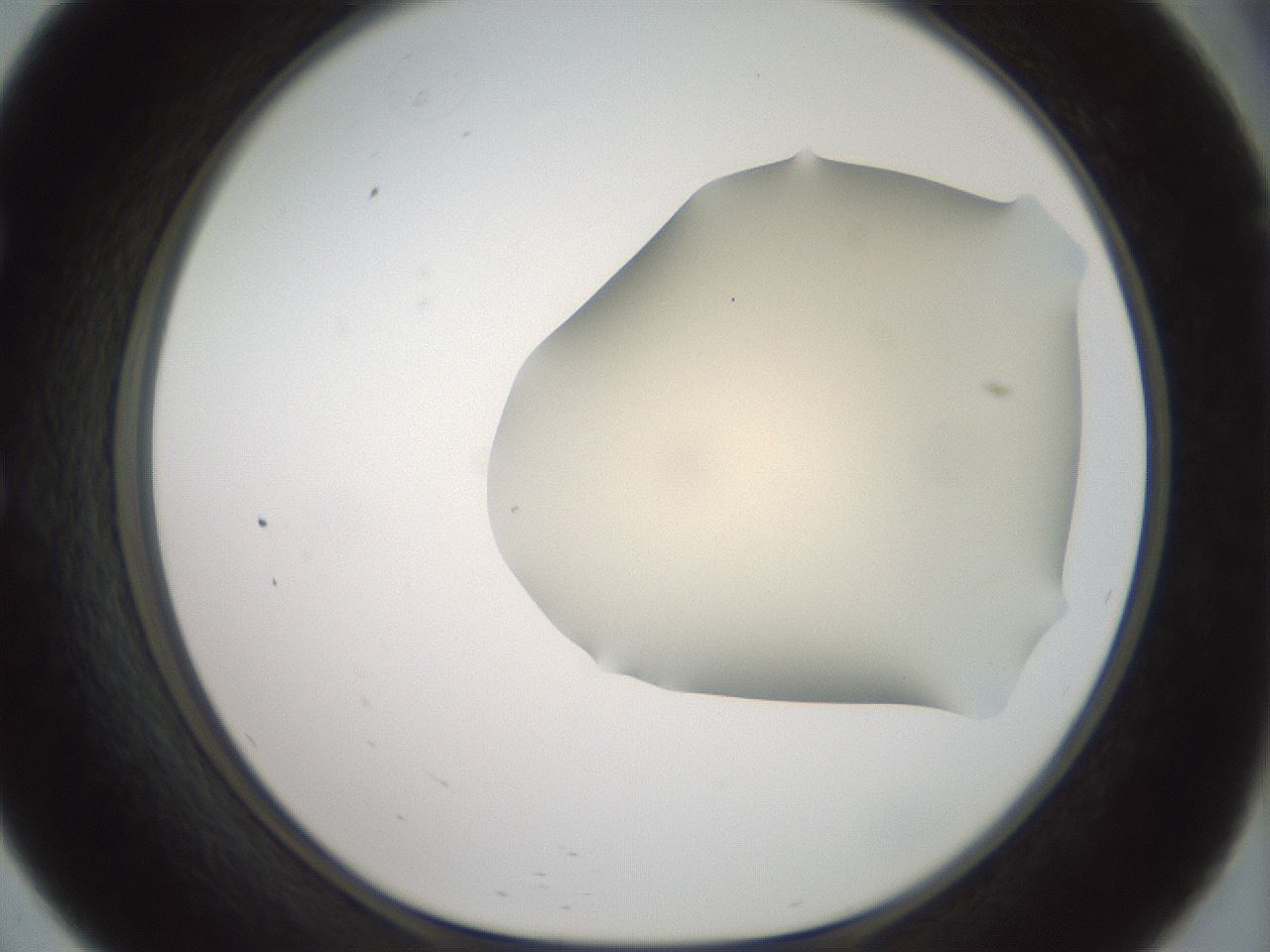 folderID16_plateID2016_batchID8964_wellNum57_profileID1_d1_r135962_ef.jpg