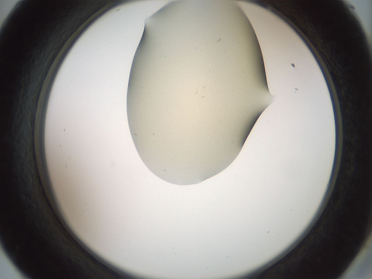 folderID16_plateID2016_batchID8964_wellNum57_profileID1_d2_r135963_ef.jpg
