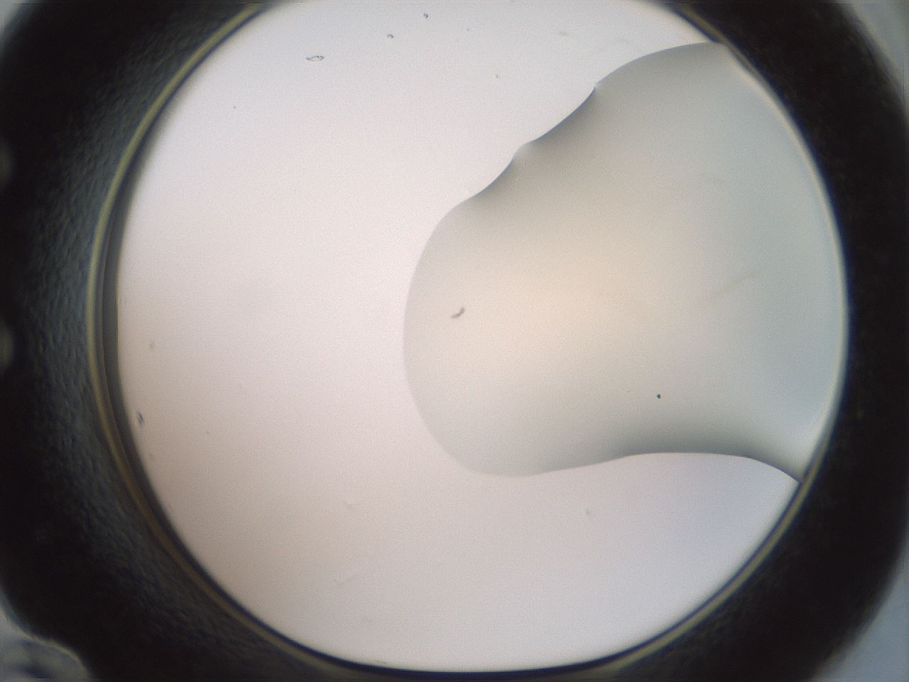 folderID16_plateID2016_batchID8964_wellNum60_profileID1_d1_r135968_ef.jpg