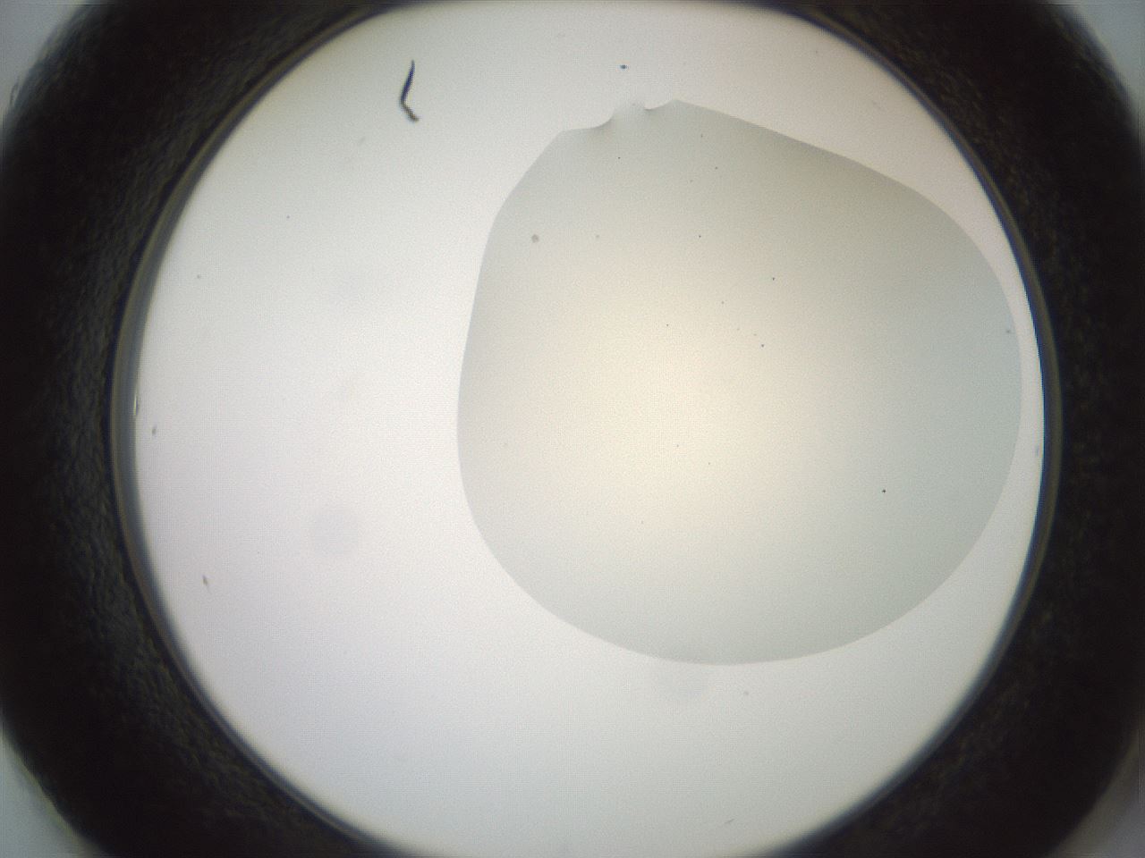 folderID16_plateID2016_batchID8964_wellNum61_profileID1_d2_r135971_ef.jpg