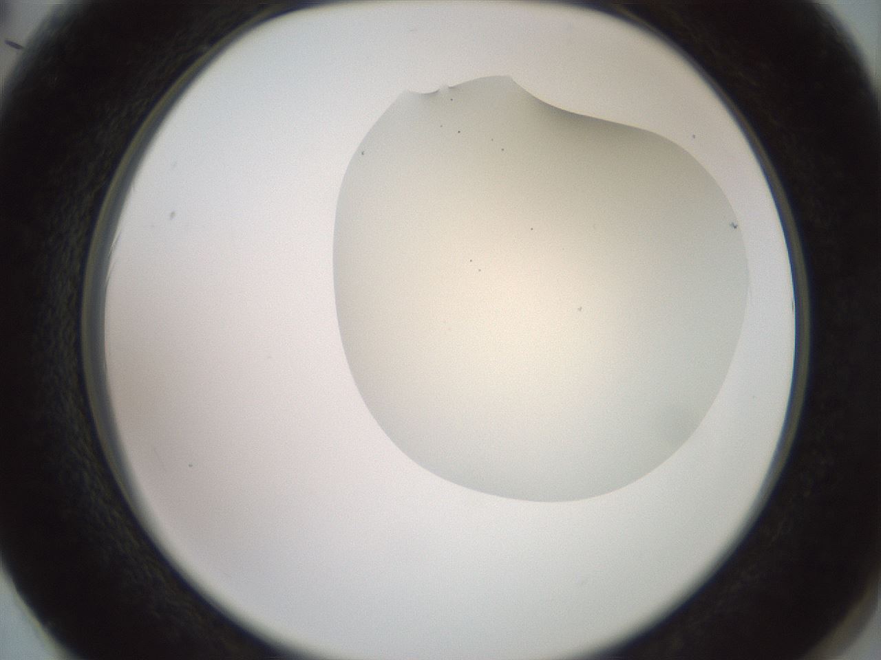 folderID16_plateID2016_batchID8964_wellNum62_profileID1_d2_r135973_ef.jpg