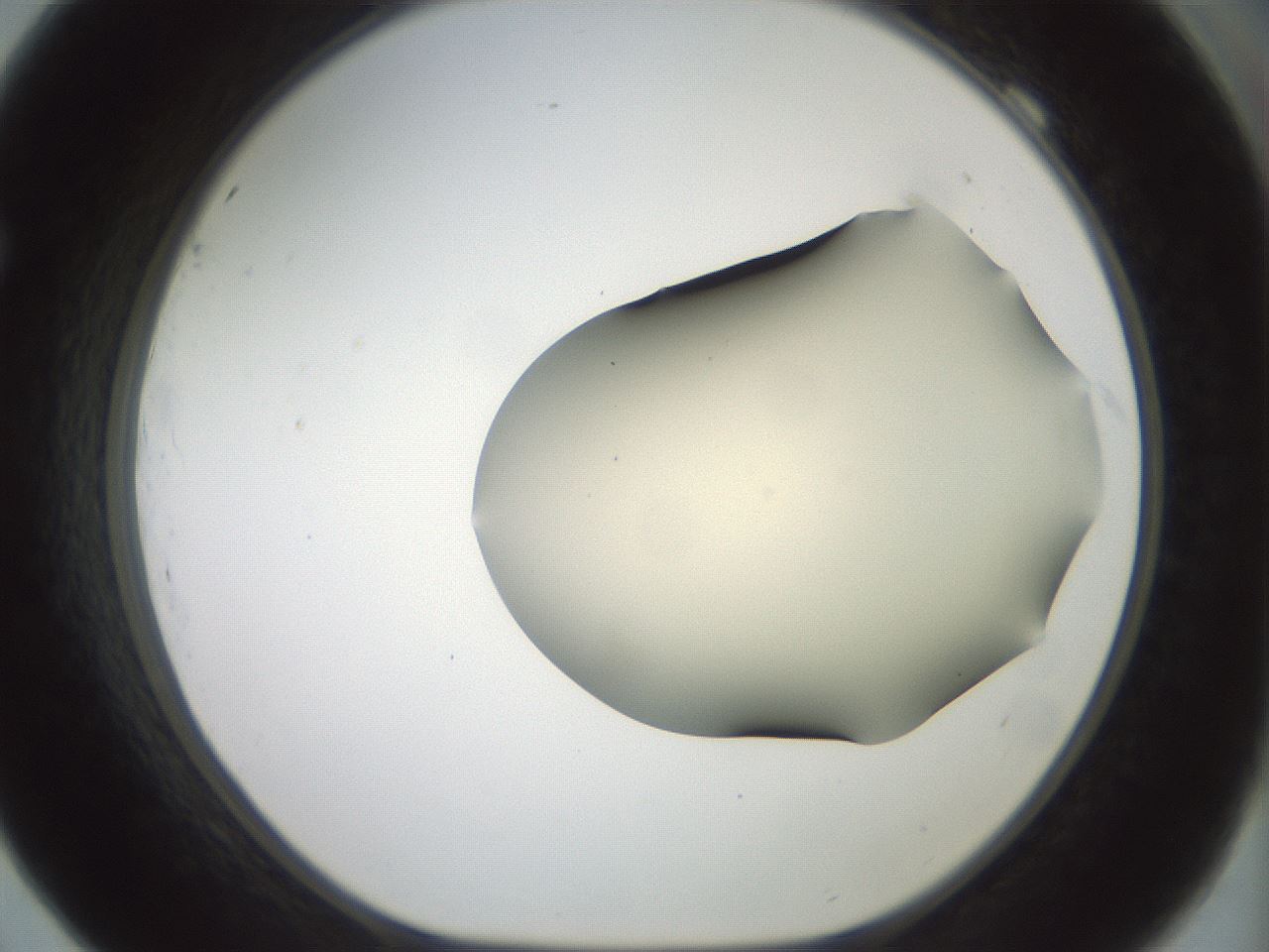 folderID16_plateID2016_batchID8964_wellNum69_profileID1_d1_r135986_ef.jpg