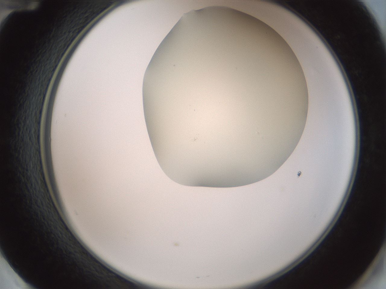 folderID16_plateID2016_batchID8964_wellNum60_profileID1_d2_r135969_ef.jpg