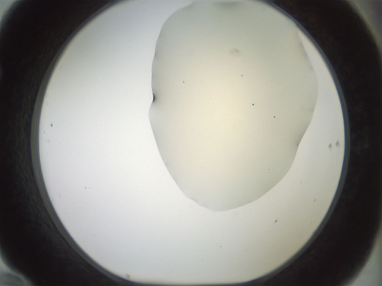 folderID16_plateID2016_batchID8964_wellNum70_profileID1_d1_r135988_ef.jpg