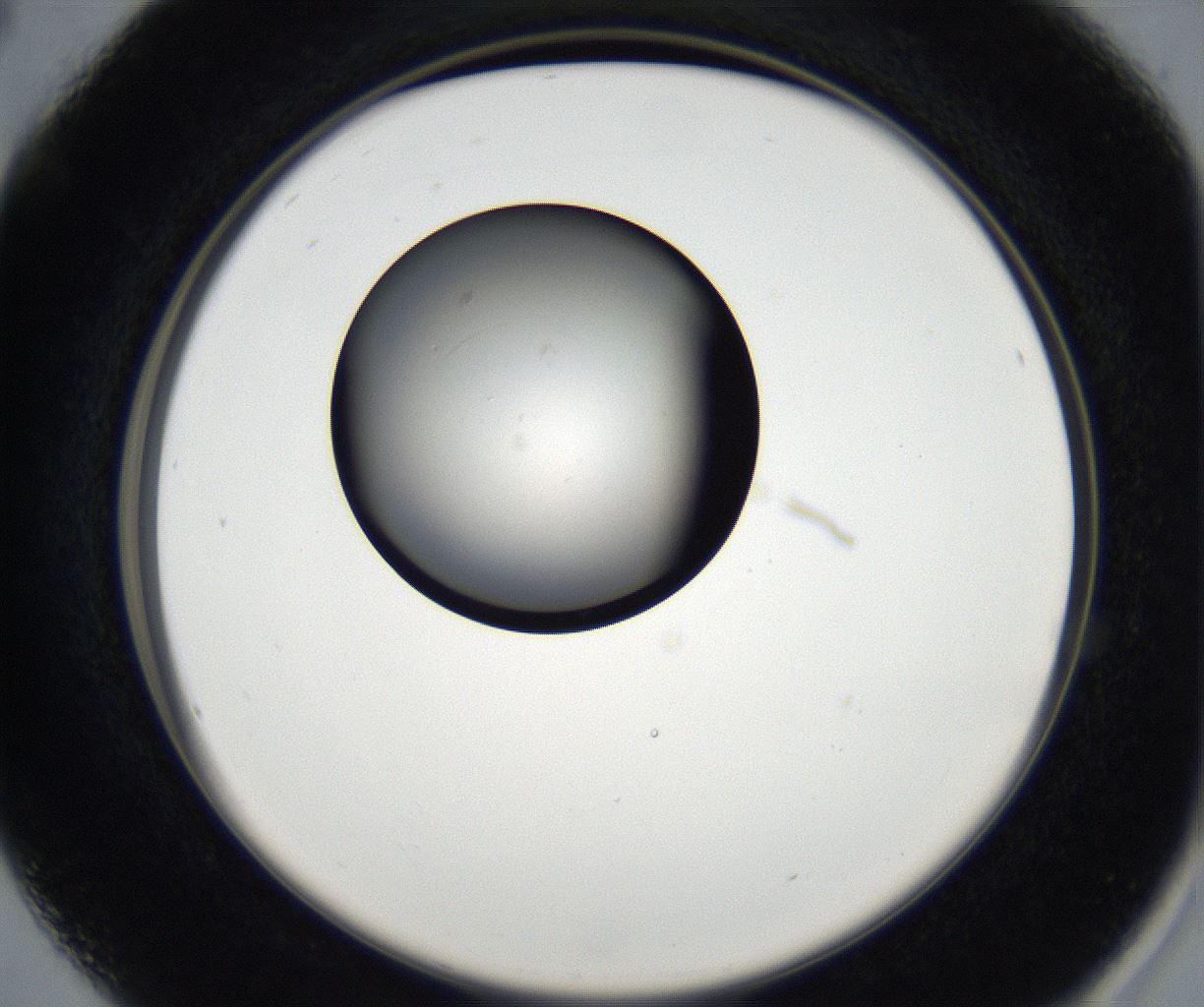folderID171_plateID2171_batchID9605_wellNum16_profileID1_d2_r145830_ef.jpg