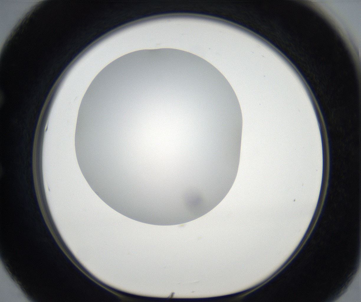 folderID171_plateID2171_batchID9605_wellNum53_profileID1_d1_r145903_ef.jpg