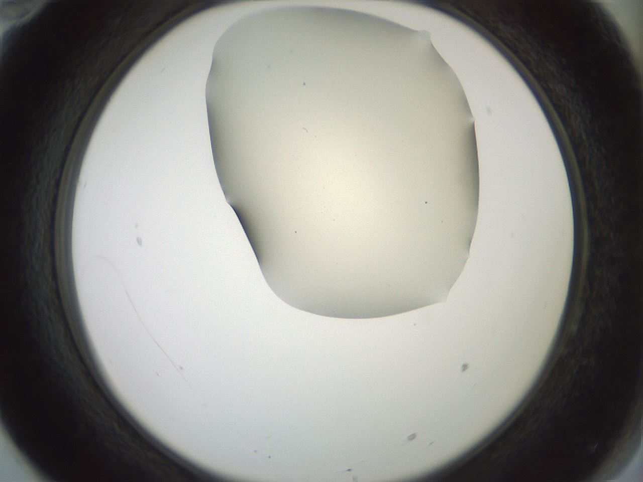 folderID16_plateID2016_batchID8964_wellNum70_profileID1_d2_r135989_ef.jpg