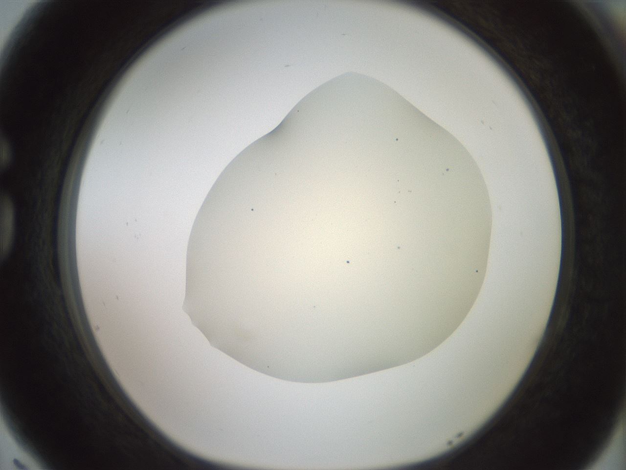 folderID16_plateID2016_batchID8964_wellNum77_profileID1_d1_r136002_ef.jpg