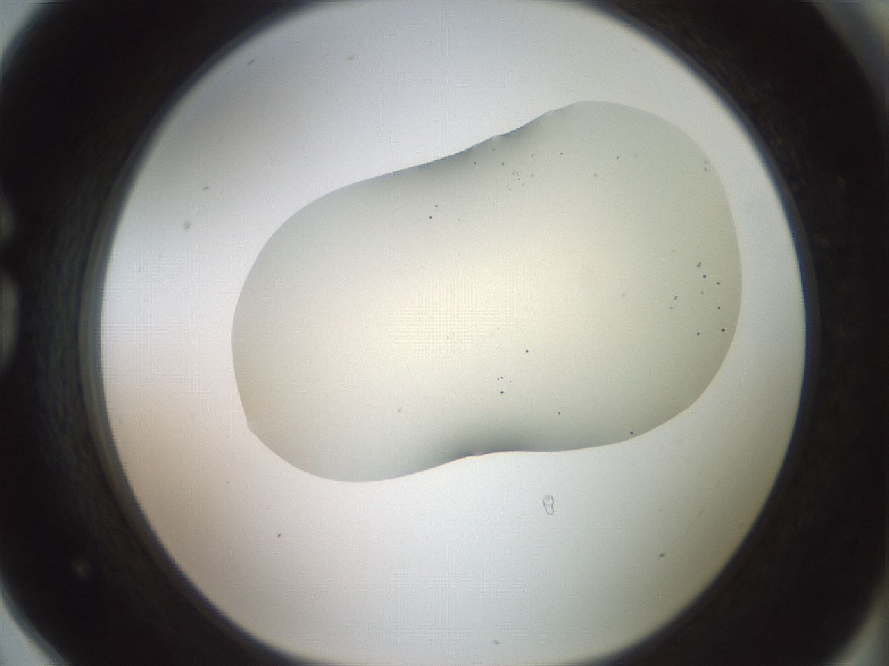 folderID16_plateID2016_batchID8964_wellNum78_profileID1_d1_r136004_ef.jpg