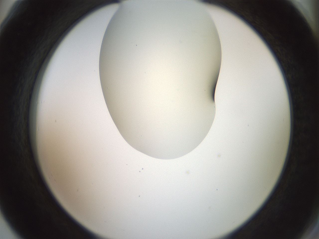 folderID16_plateID2016_batchID8964_wellNum78_profileID1_d2_r136005_ef.jpg