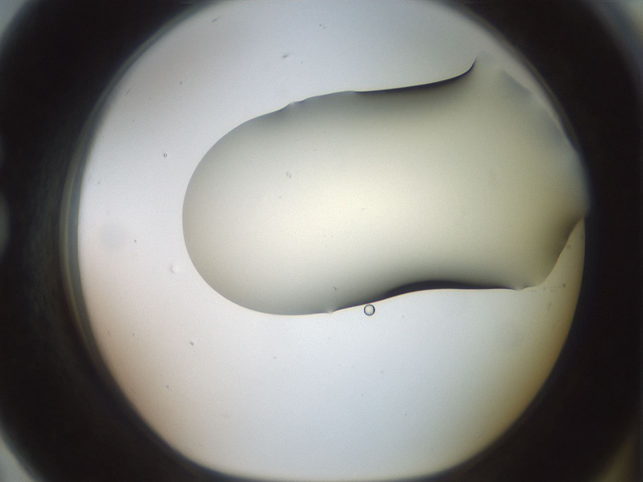 folderID16_plateID2016_batchID8964_wellNum79_profileID1_d1_r136006_ef.jpg