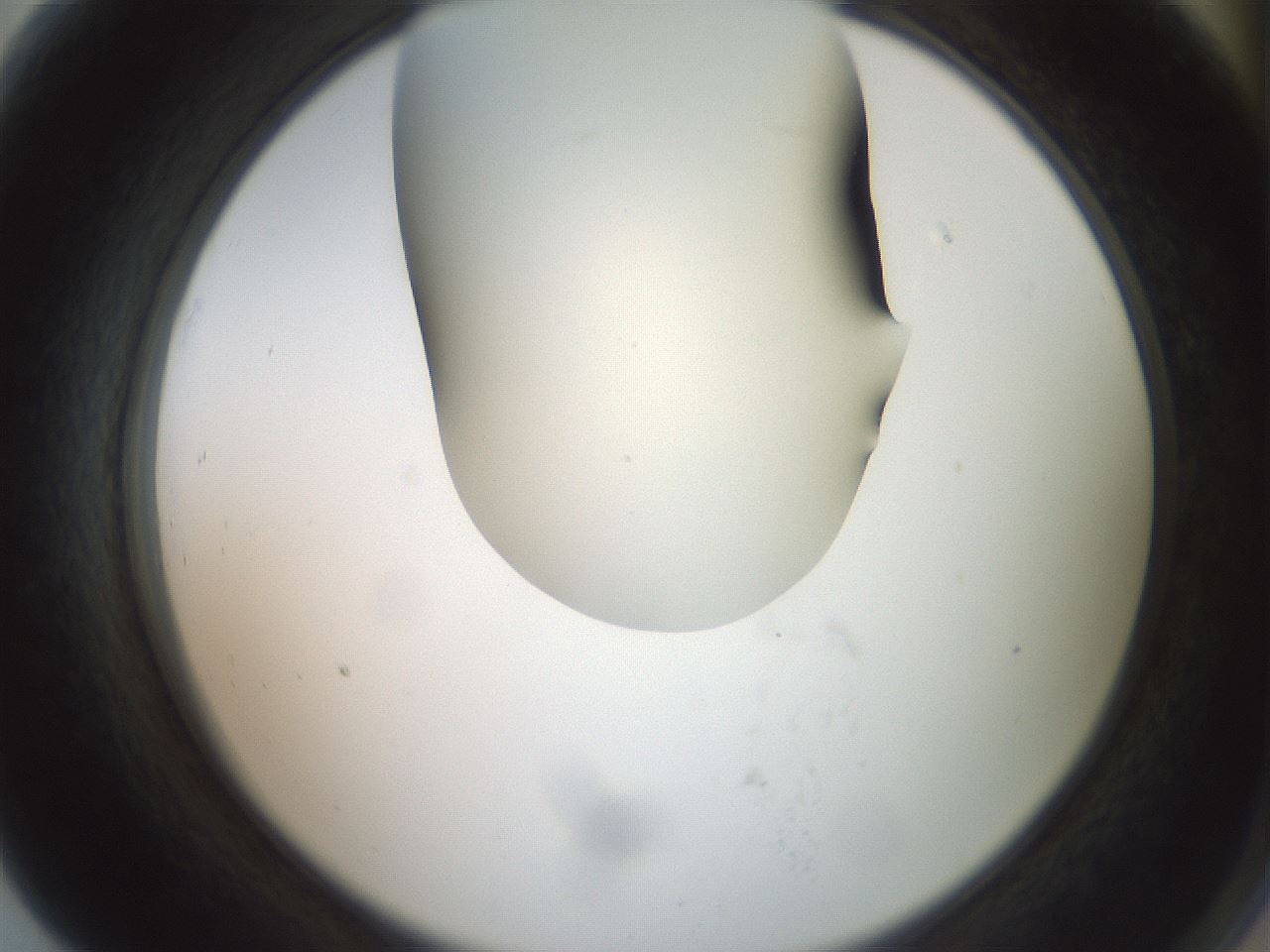 folderID16_plateID2016_batchID8964_wellNum79_profileID1_d2_r136007_ef.jpg