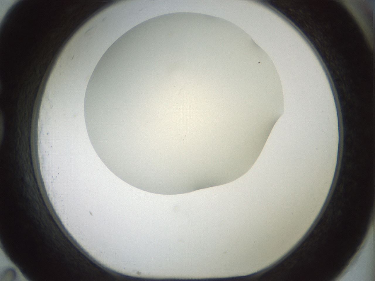 folderID16_plateID2016_batchID8964_wellNum83_profileID1_d1_r136014_ef.jpg