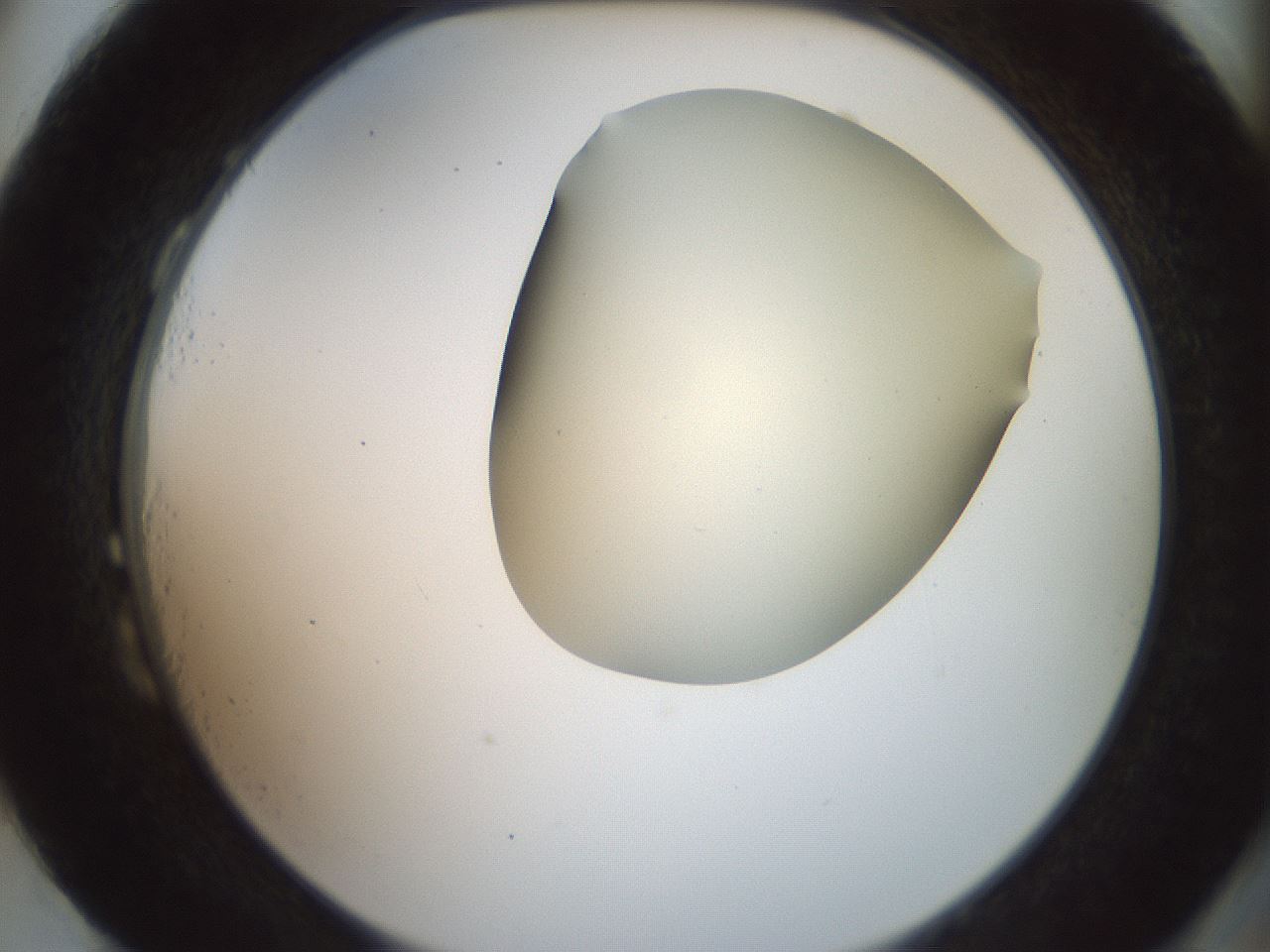 folderID16_plateID2016_batchID8964_wellNum87_profileID1_d2_r136023_ef.jpg