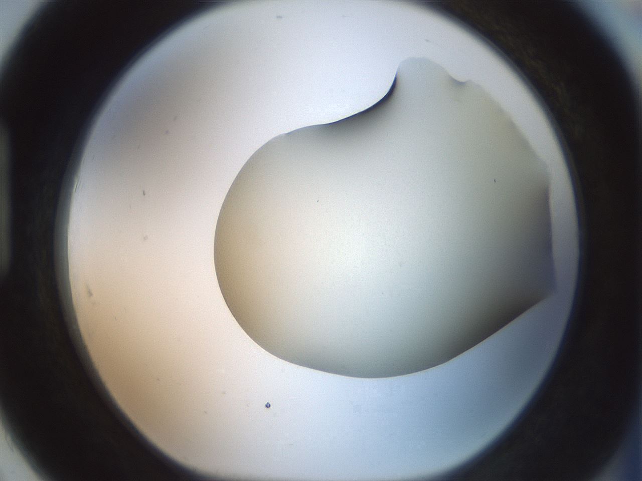 folderID16_plateID2016_batchID8964_wellNum91_profileID1_d1_r136030_ef.jpg