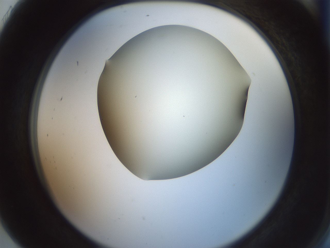 folderID16_plateID2016_batchID8964_wellNum91_profileID1_d2_r136031_ef.jpg