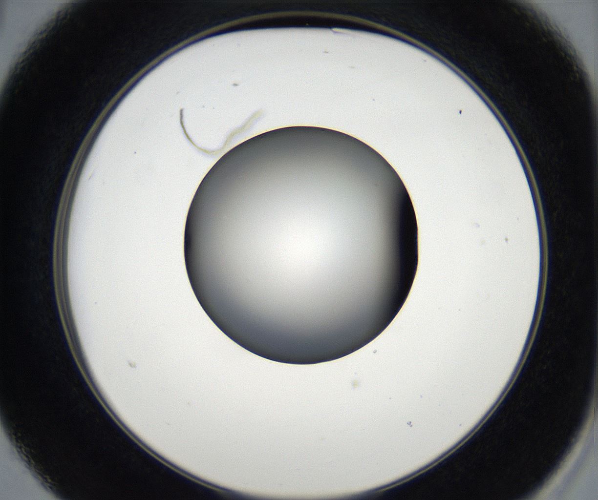 folderID171_plateID2171_batchID9605_wellNum15_profileID1_d2_r145828_ef.jpg