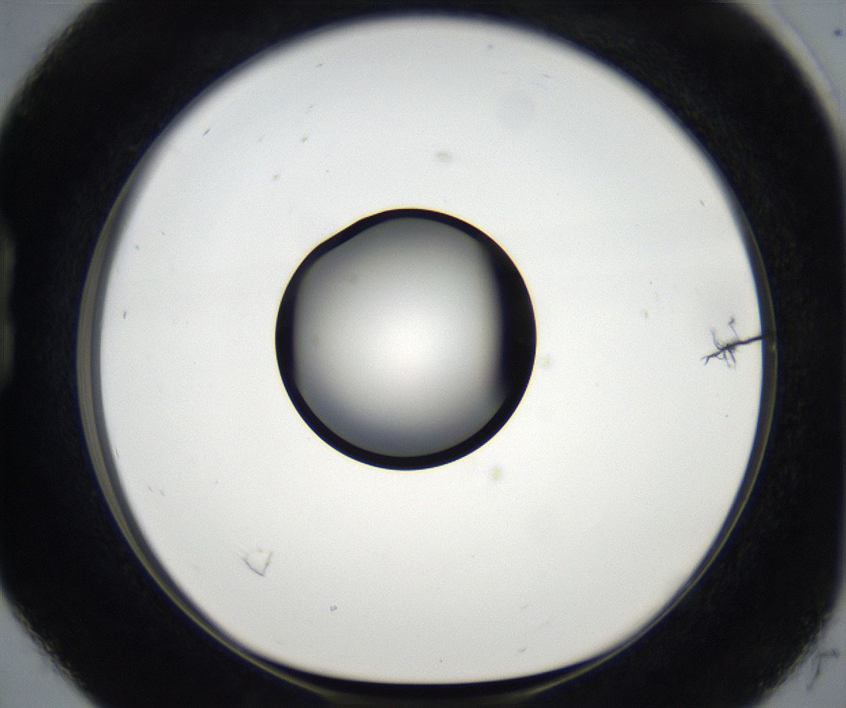 folderID171_plateID2171_batchID9605_wellNum16_profileID1_d1_r145829_ef.jpg