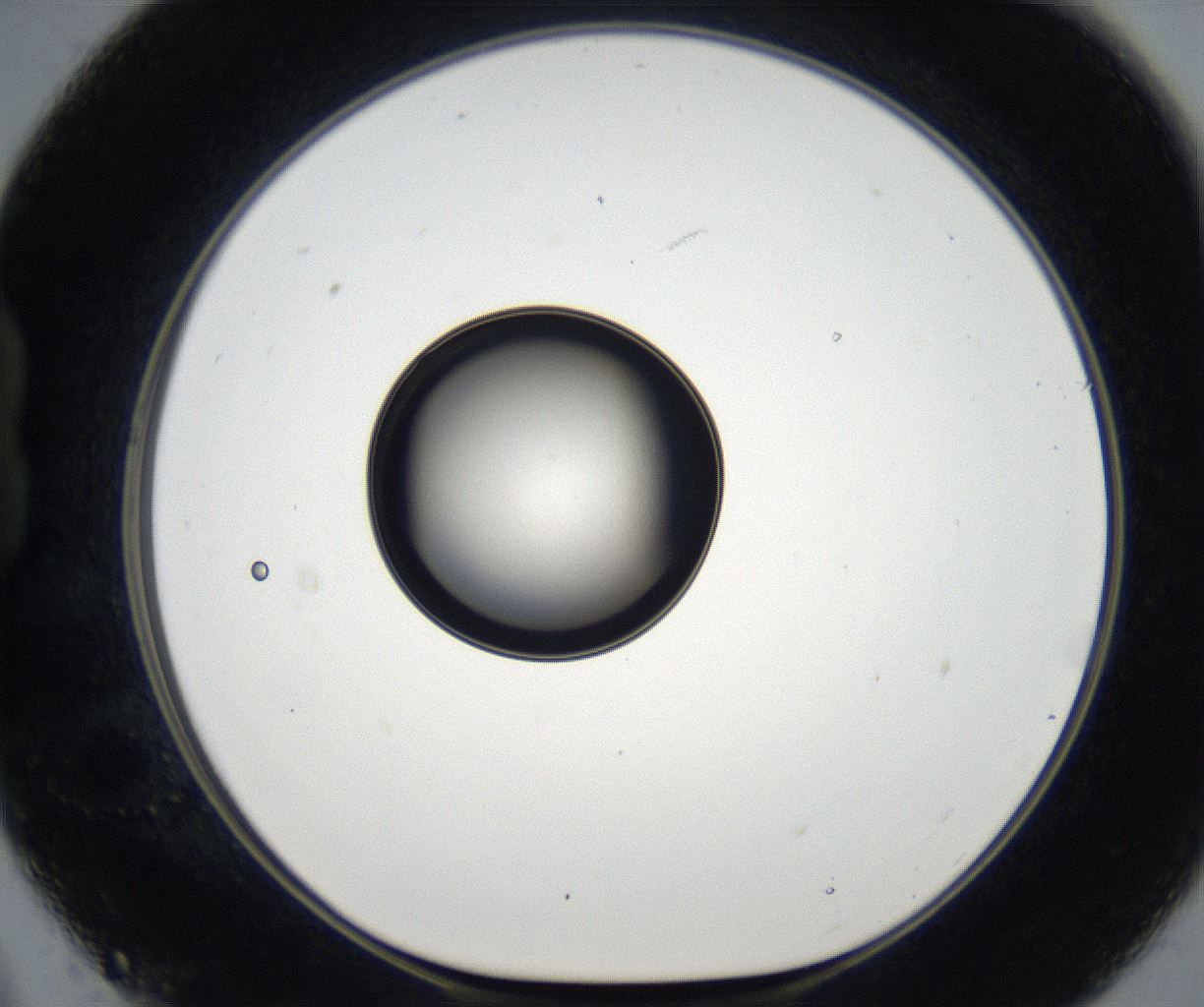 folderID171_plateID2171_batchID9605_wellNum21_profileID1_d1_r145839_ef.jpg