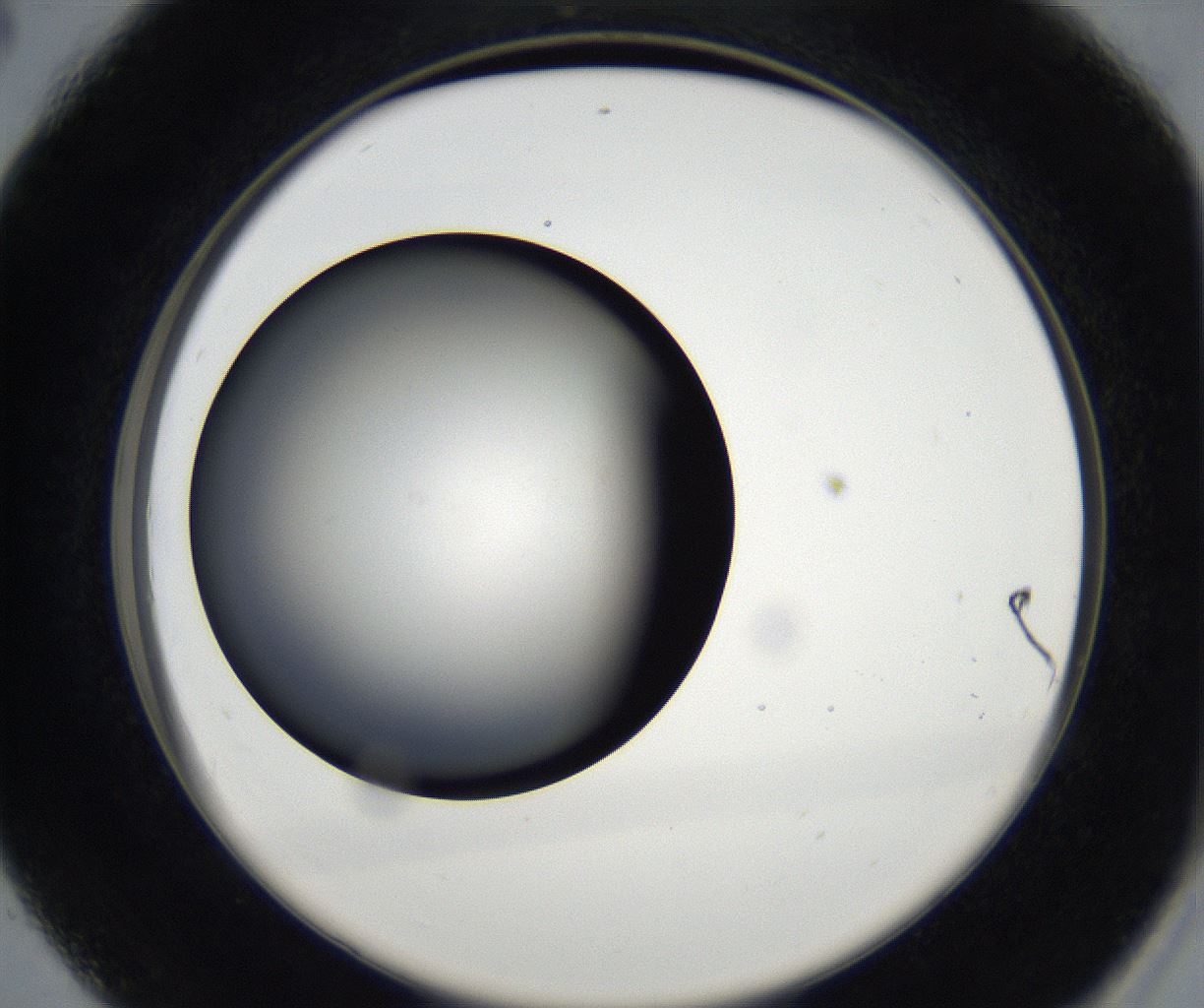 folderID171_plateID2171_batchID9605_wellNum28_profileID1_d2_r145854_ef.jpg
