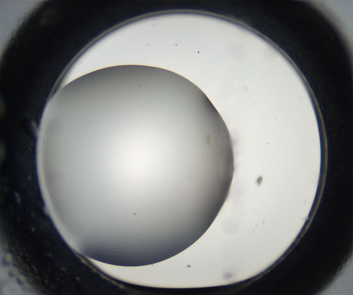 folderID171_plateID2171_batchID9605_wellNum32_profileID1_d1_r145861_ef.jpg
