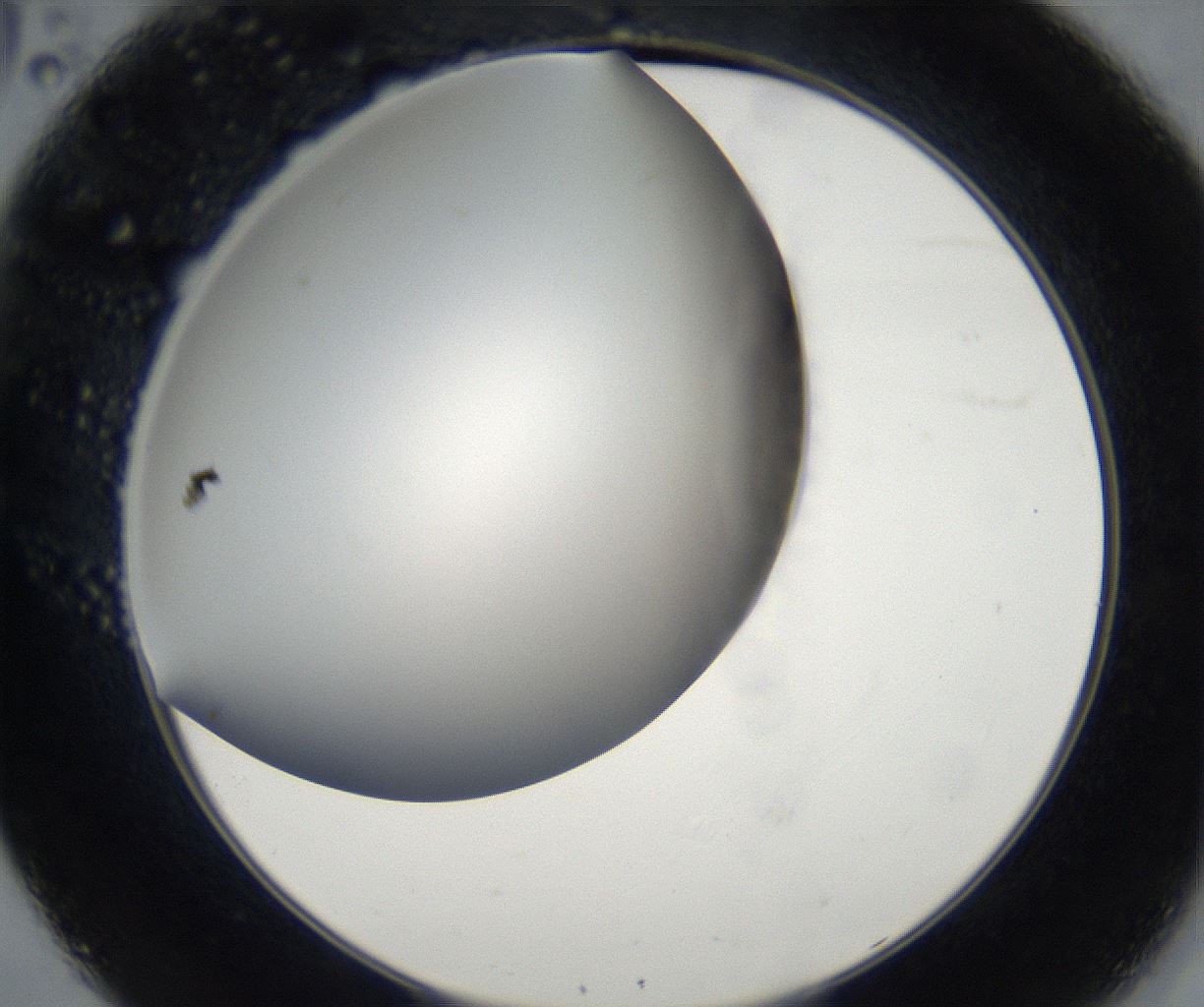 folderID171_plateID2171_batchID9605_wellNum32_profileID1_d2_r145862_ef.jpg