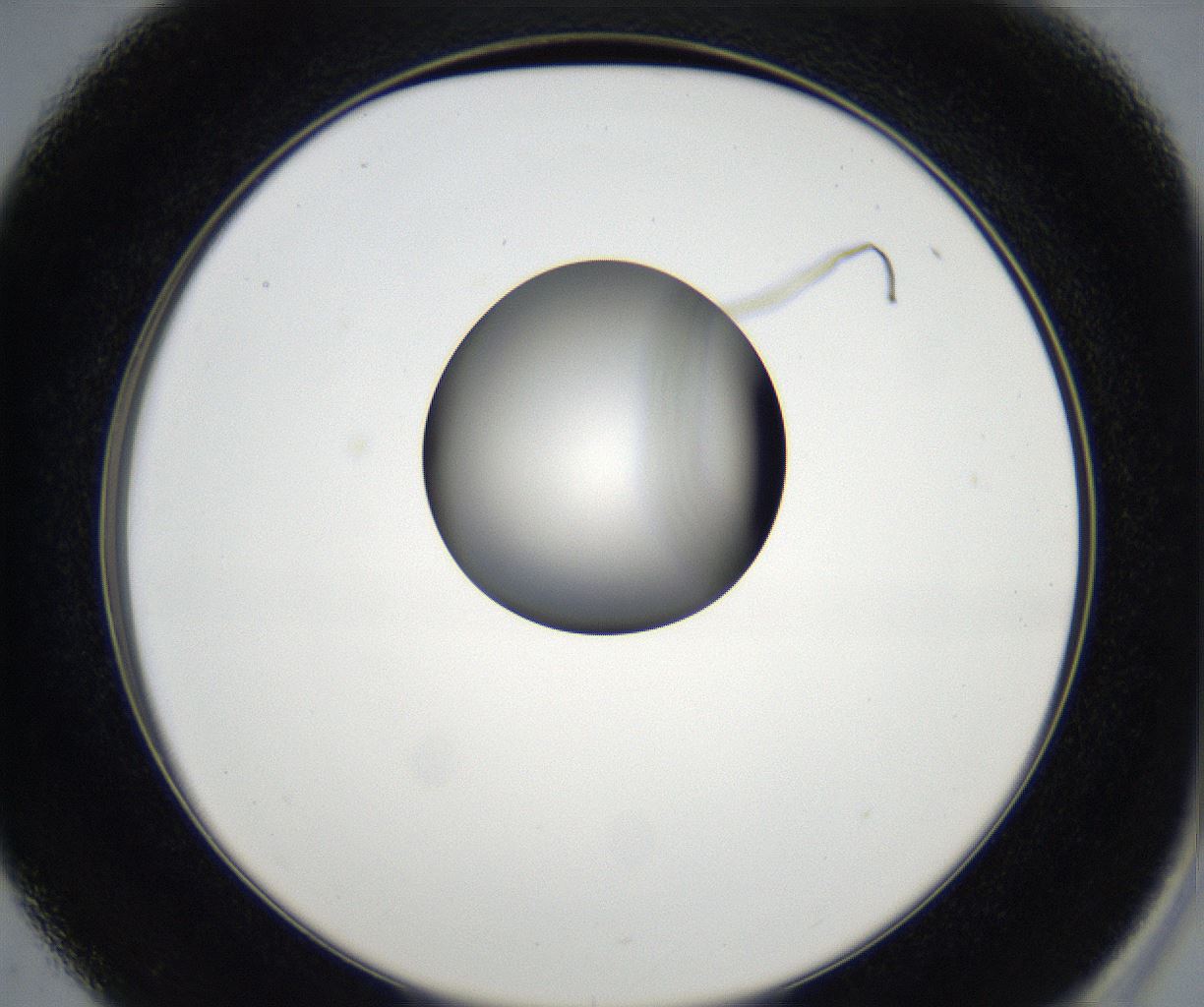folderID171_plateID2171_batchID9605_wellNum37_profileID1_d2_r145872_ef.jpg