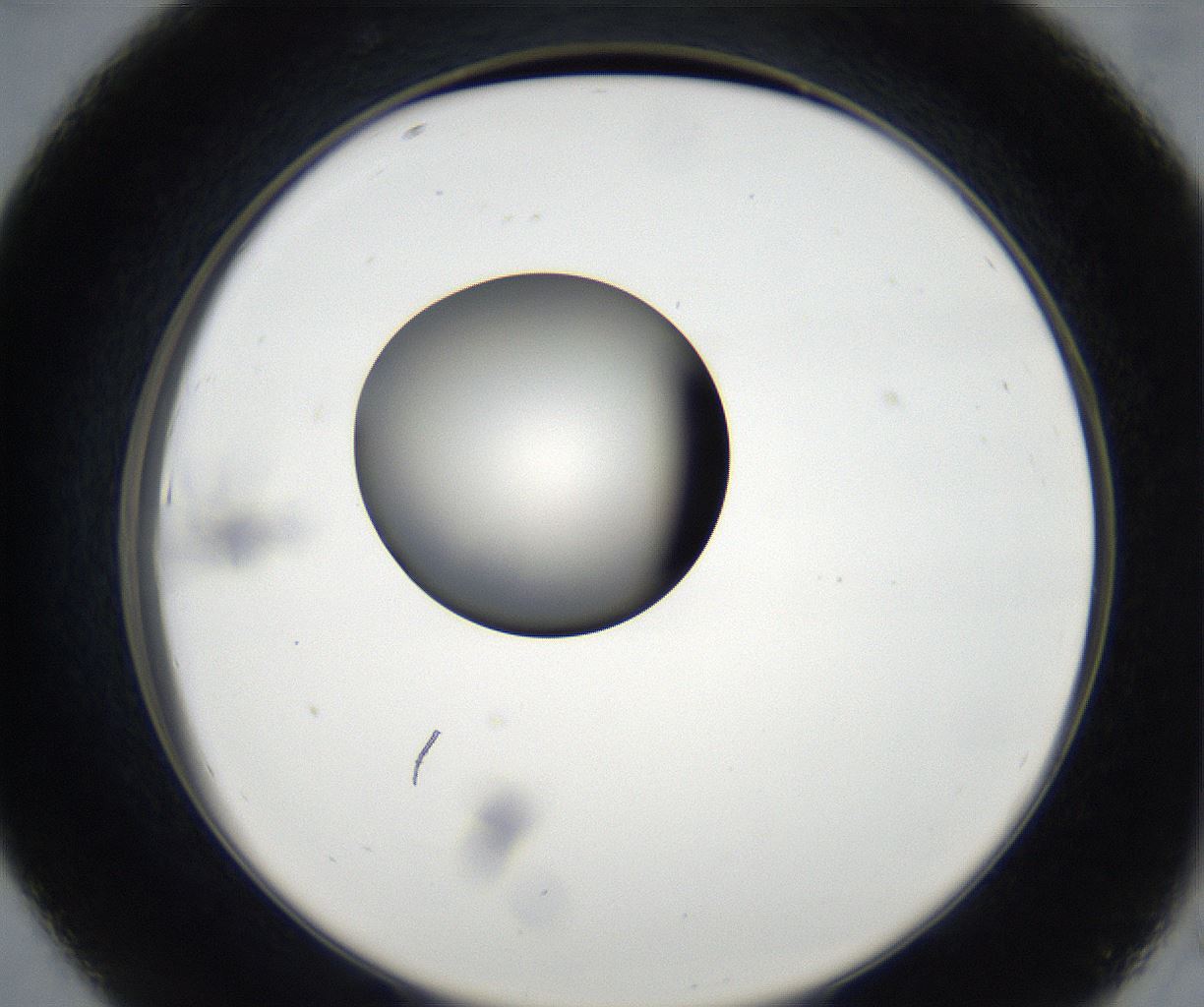 folderID171_plateID2171_batchID9605_wellNum43_profileID1_d2_r145884_ef.jpg