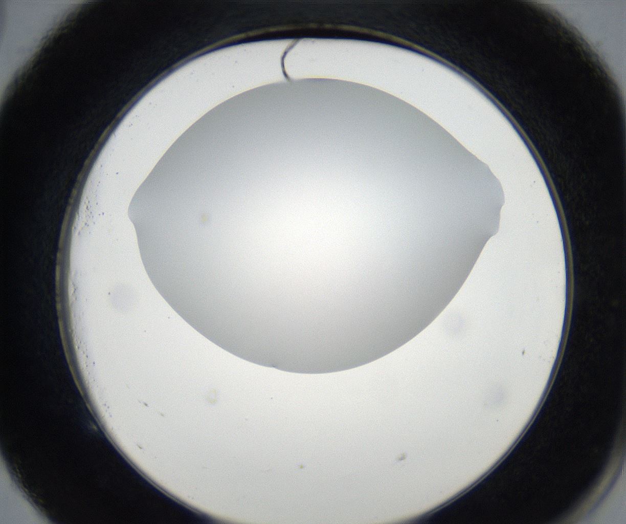 folderID171_plateID2171_batchID9605_wellNum53_profileID1_d2_r145904_ef.jpg