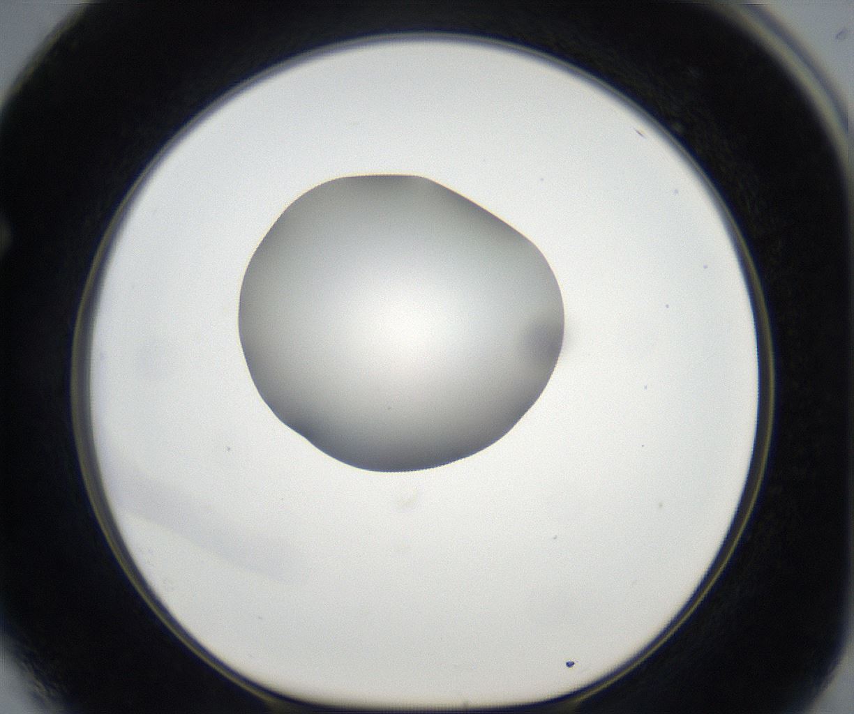 folderID171_plateID2171_batchID9605_wellNum64_profileID1_d1_r145925_ef.jpg