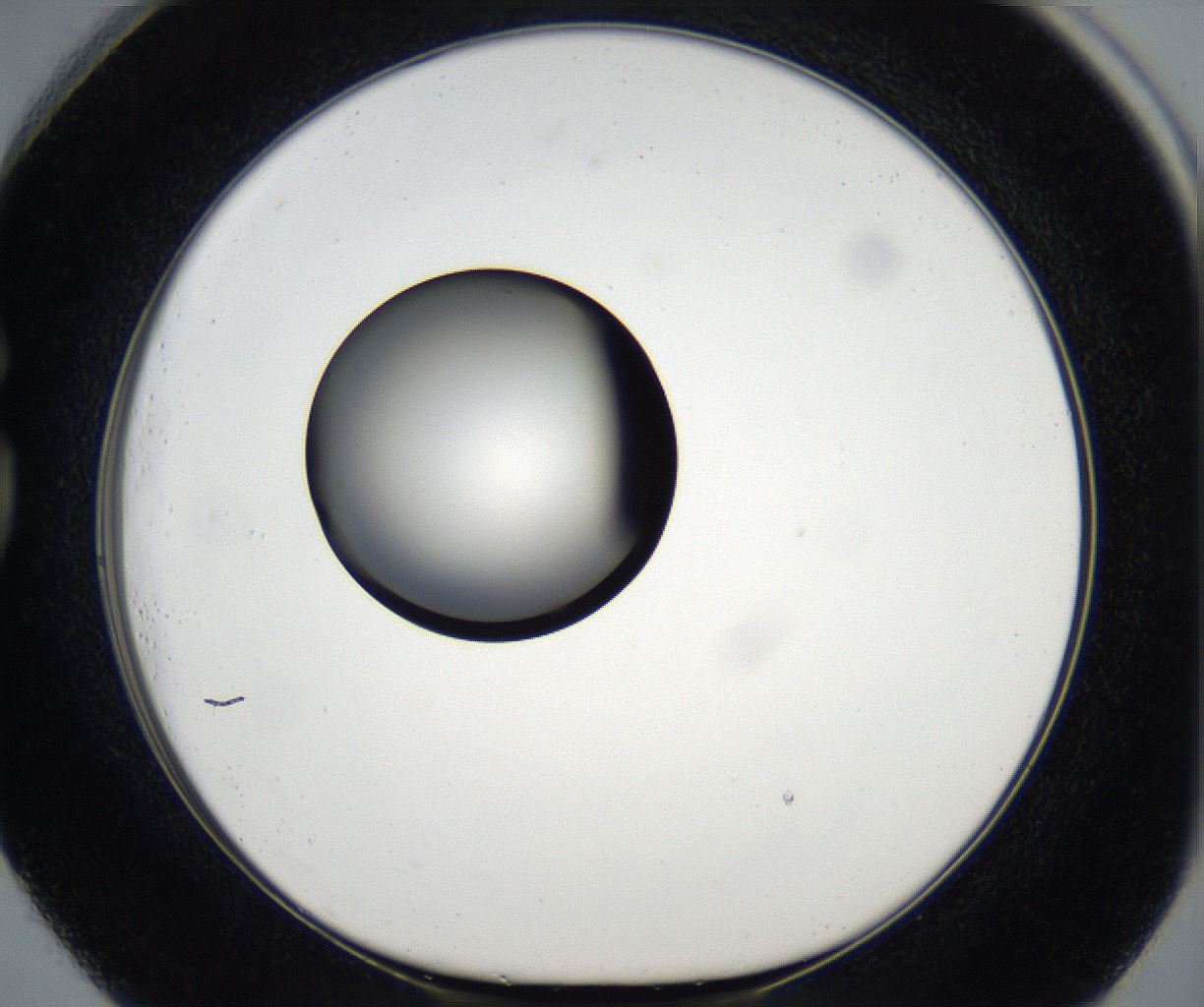 folderID171_plateID2171_batchID9605_wellNum73_profileID1_d1_r145943_ef.jpg