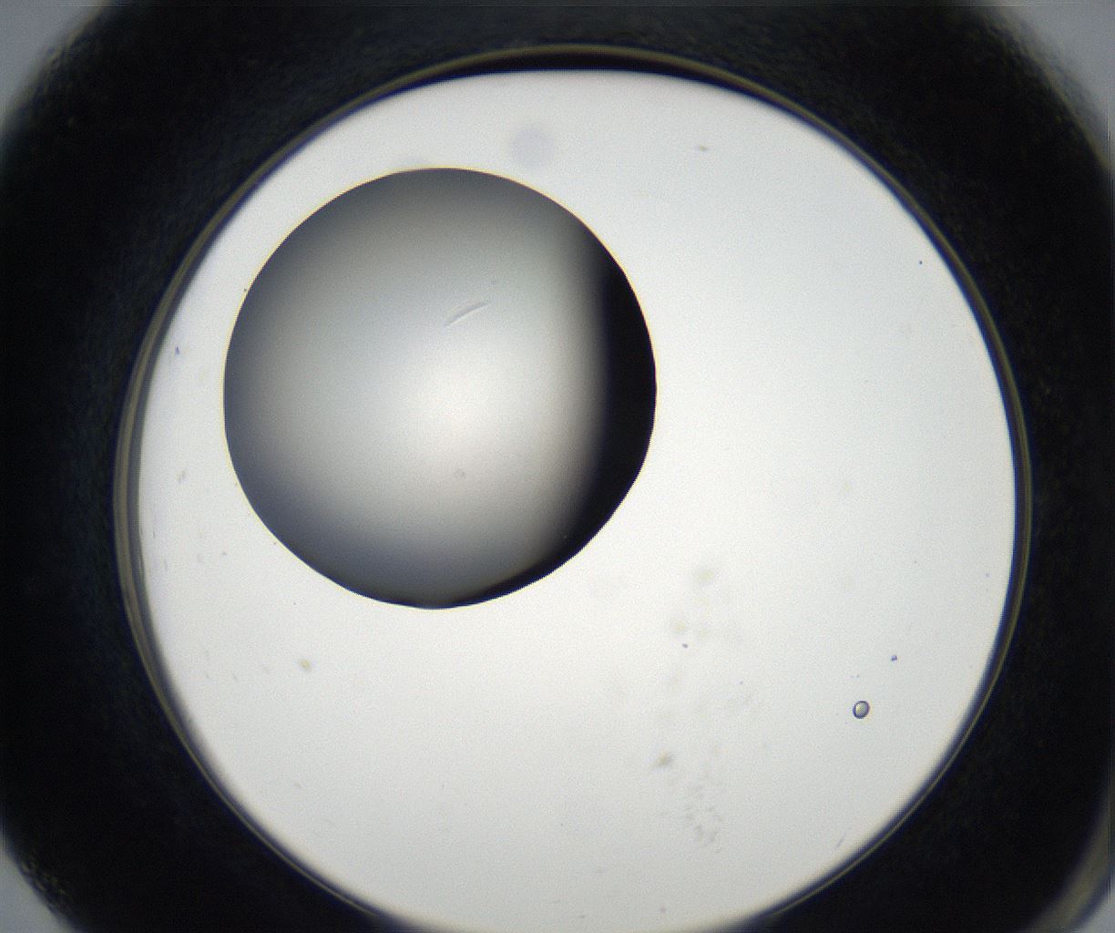 folderID171_plateID2171_batchID9605_wellNum79_profileID1_d2_r145956_ef.jpg