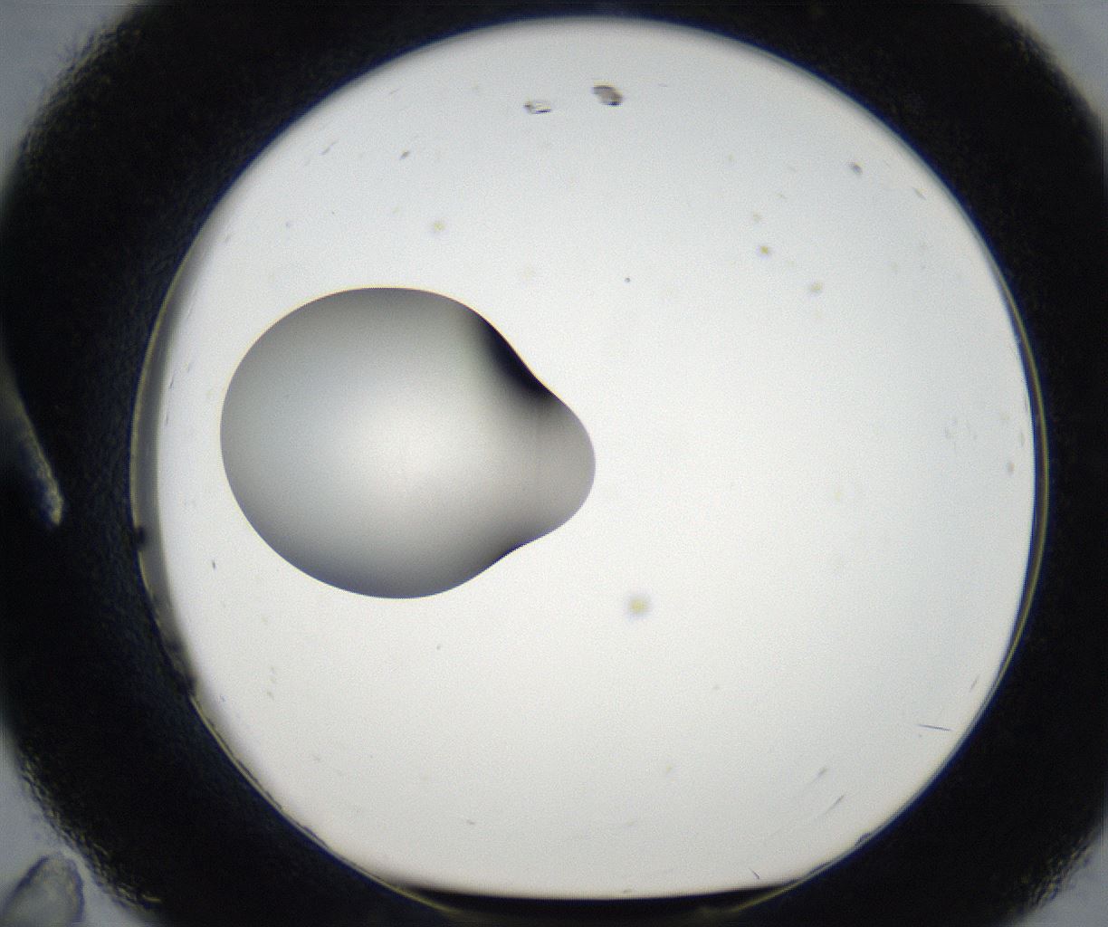 folderID173_plateID2173_batchID9606_wellNum11_profileID1_d1_r146203_ef.jpg