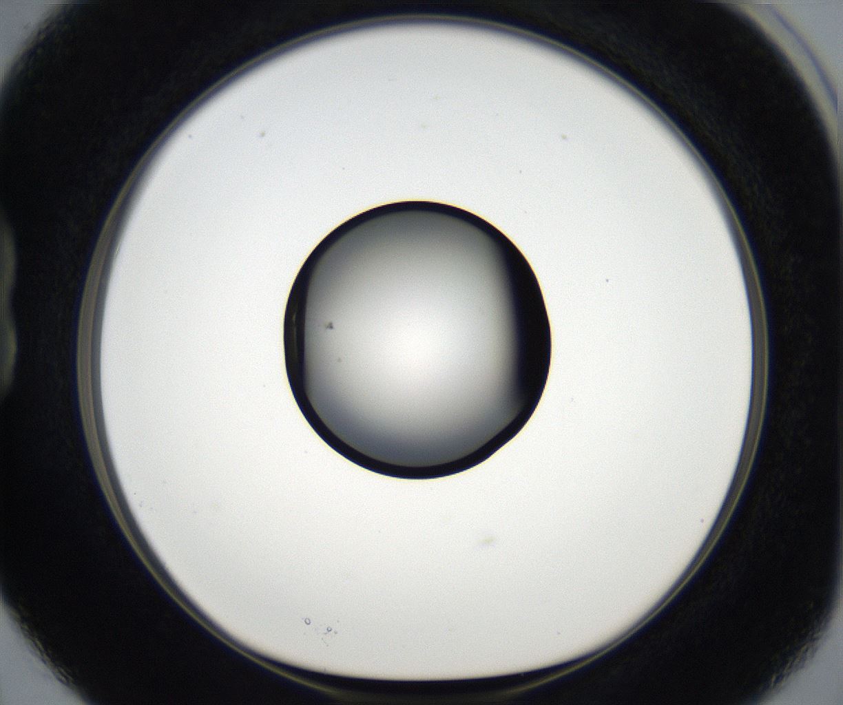 folderID173_plateID2173_batchID9606_wellNum15_profileID1_d1_r146211_ef.jpg