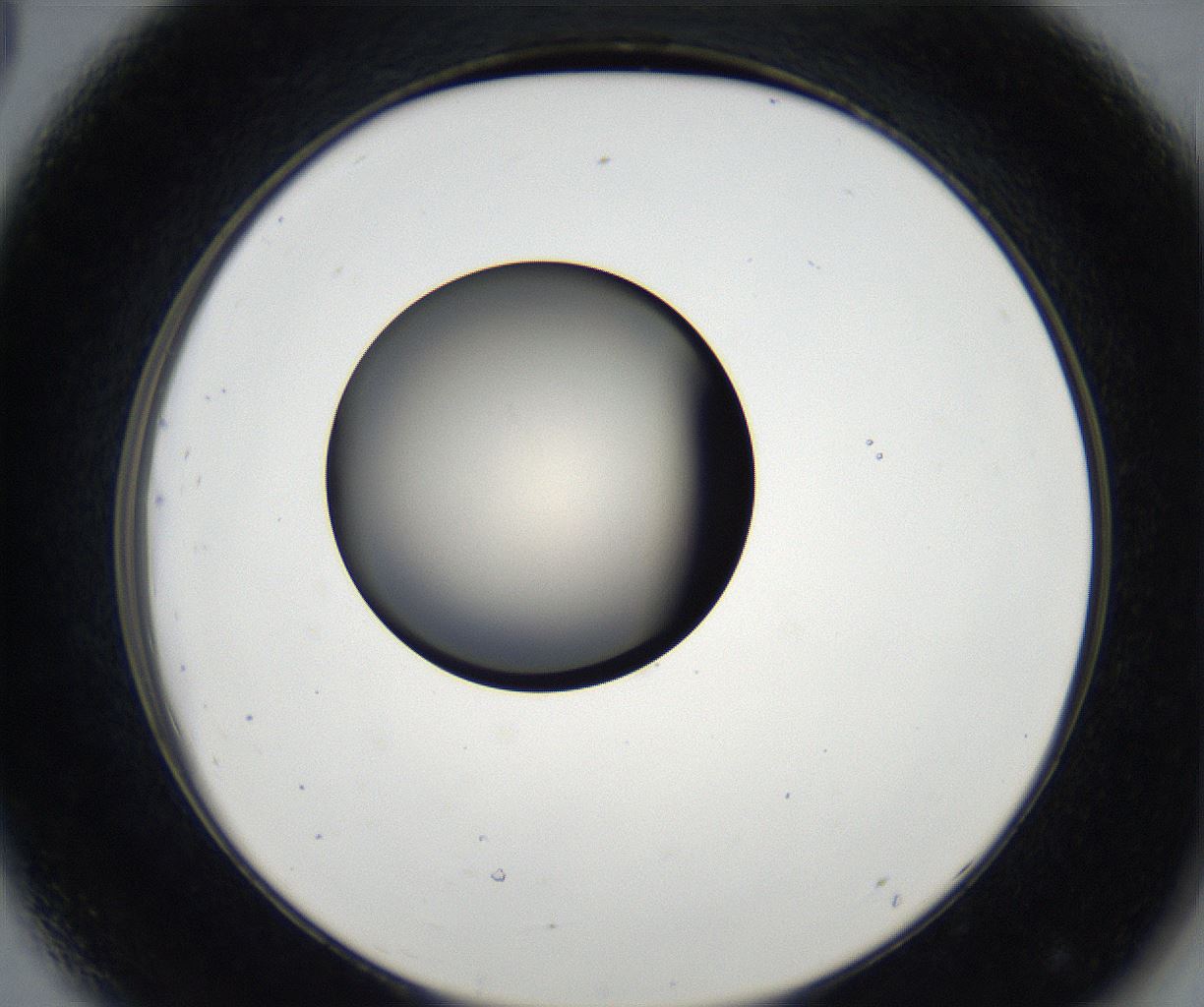 folderID173_plateID2173_batchID9606_wellNum44_profileID1_d2_r146270_ef.jpg