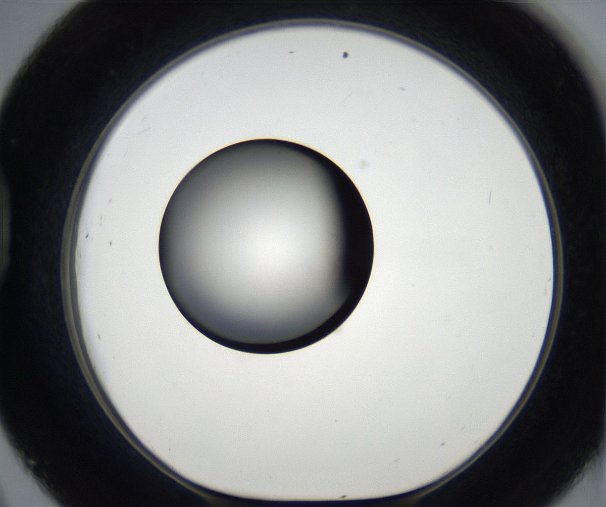 folderID173_plateID2173_batchID9606_wellNum45_profileID1_d1_r146271_ef.jpg