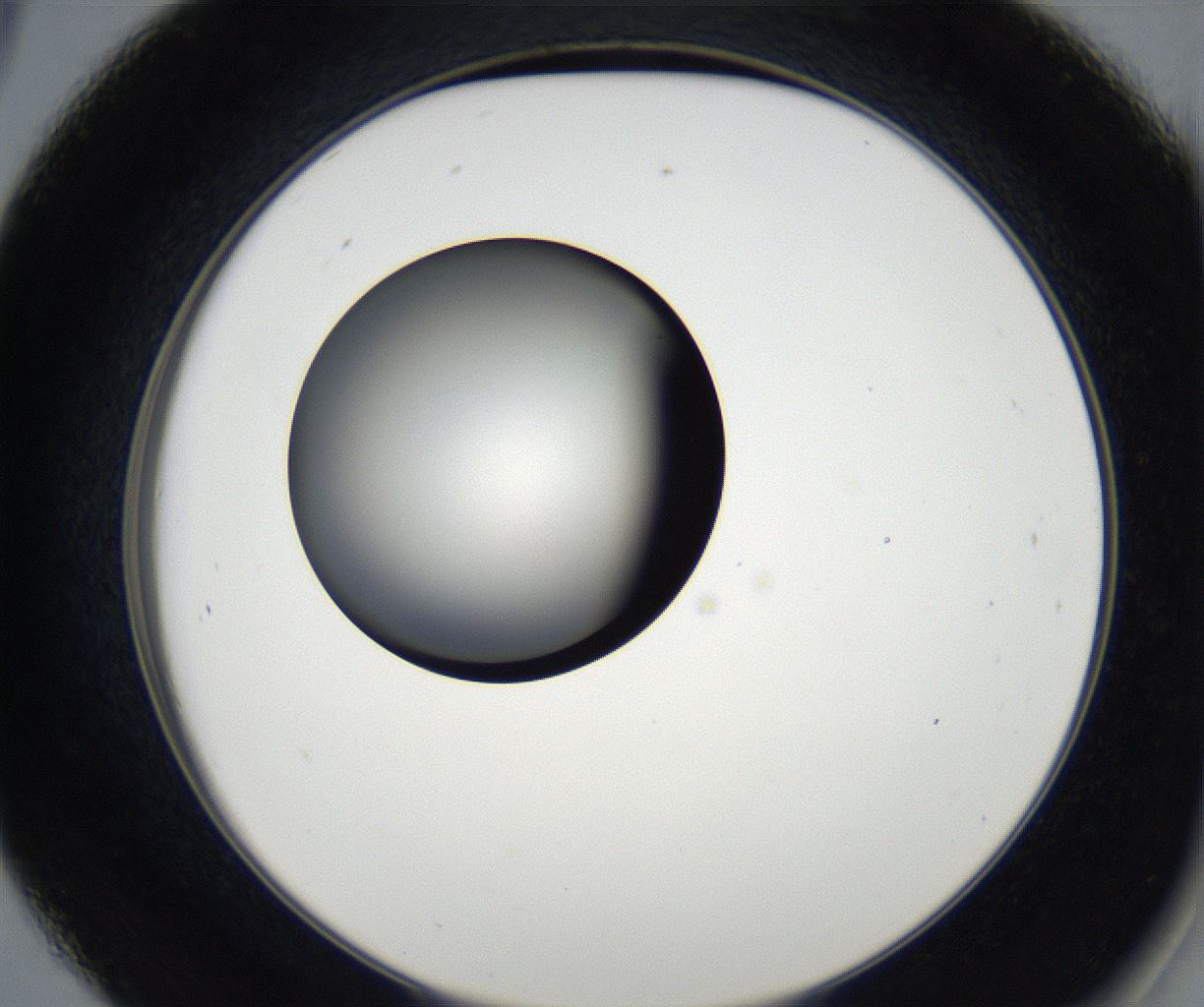 folderID173_plateID2173_batchID9606_wellNum45_profileID1_d2_r146272_ef.jpg