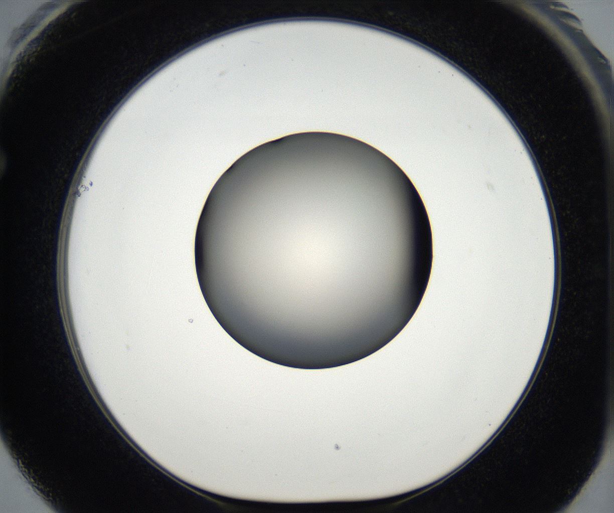 folderID173_plateID2173_batchID9606_wellNum61_profileID1_d1_r146303_ef.jpg