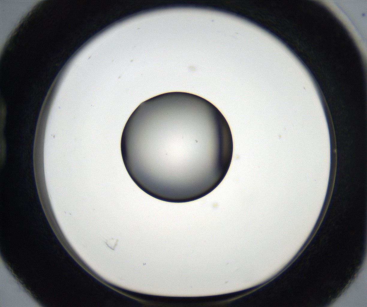 folderID173_plateID2173_batchID9606_wellNum16_profileID1_d1_r146213_ef.jpg