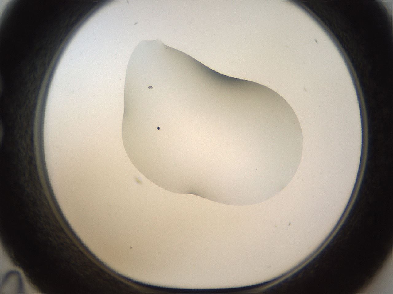 folderID175_plateID1175_batchID3226_wellNum35_profileID1_d1_r64289_ef.jpg