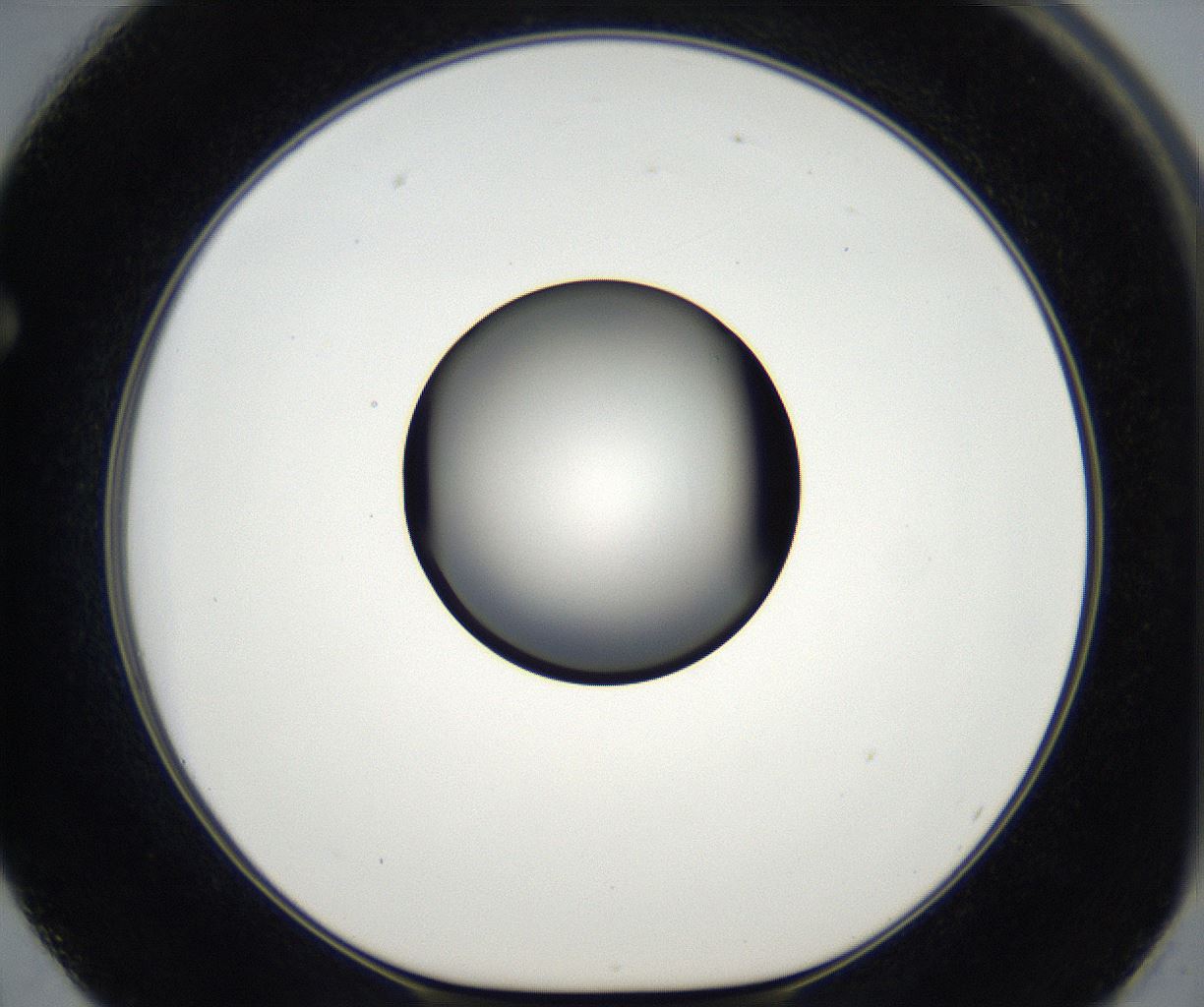 folderID173_plateID2173_batchID9606_wellNum62_profileID1_d1_r146305_ef.jpg