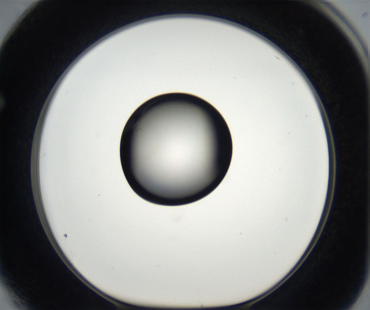 folderID173_plateID2173_batchID9606_wellNum64_profileID1_d1_r146309_ef.jpg