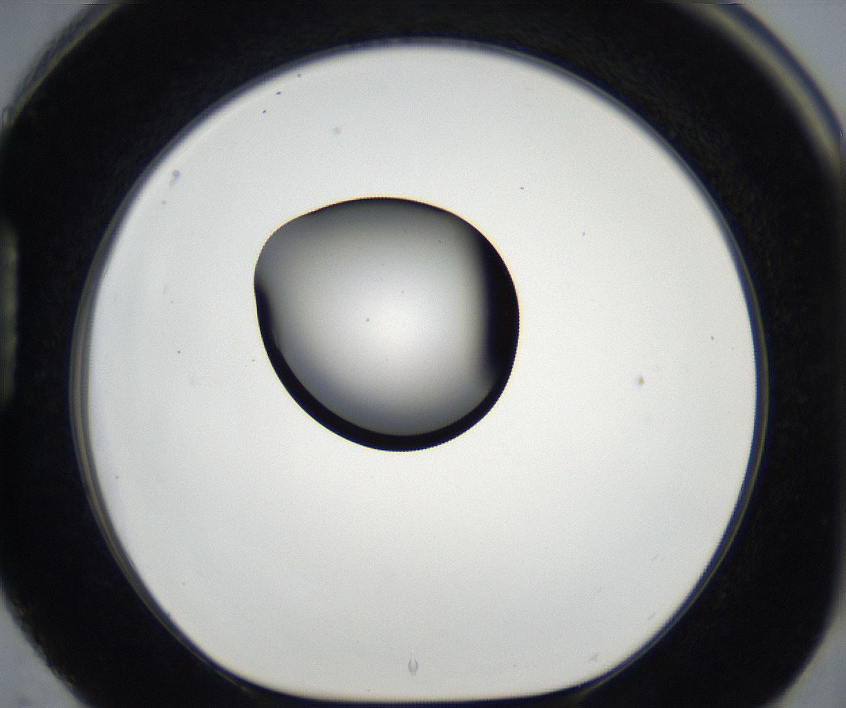 folderID173_plateID2173_batchID9606_wellNum88_profileID1_d1_r146357_ef.jpg