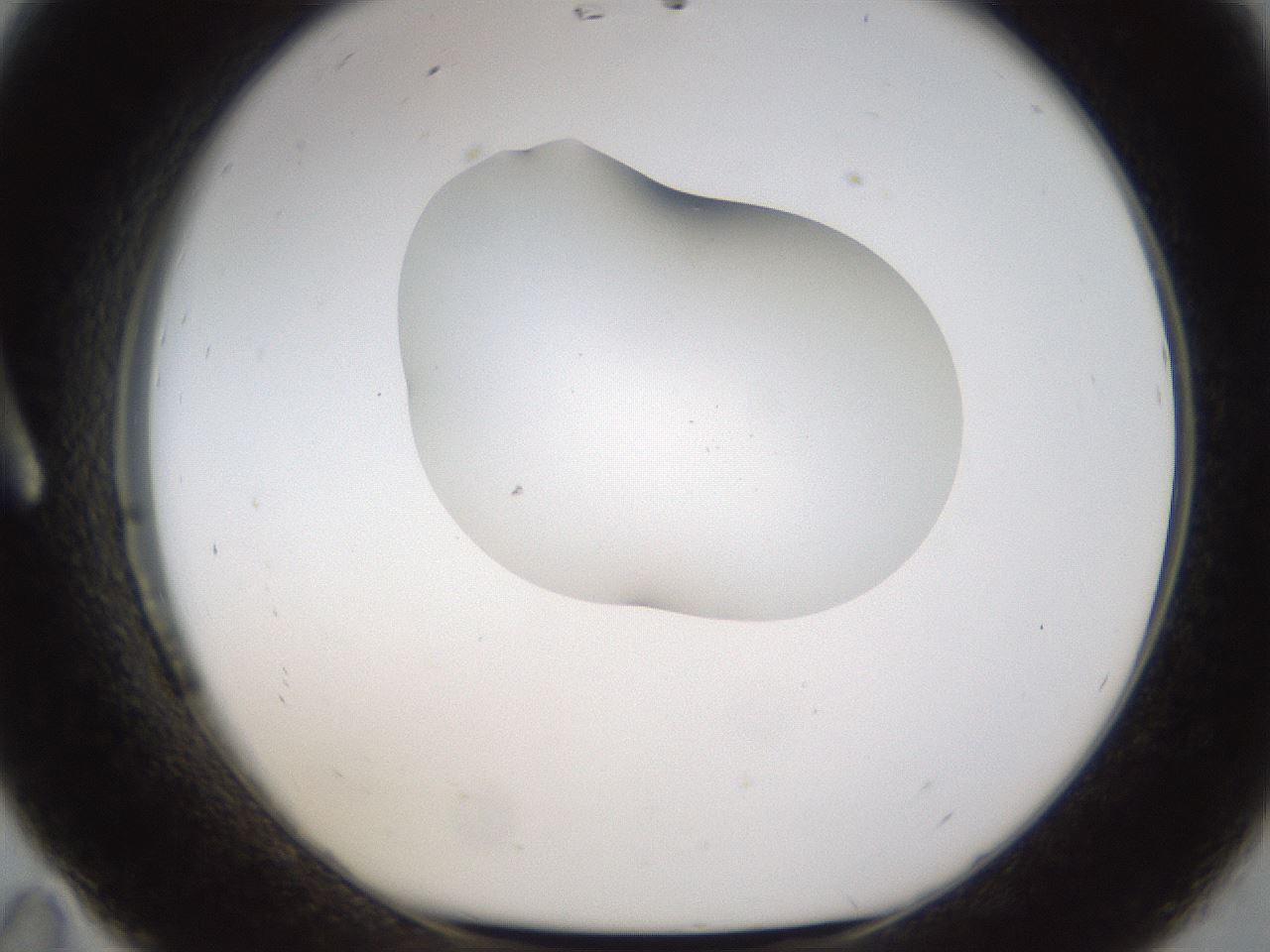 folderID175_plateID1175_batchID3226_wellNum11_profileID1_d1_r64265_ef.jpg