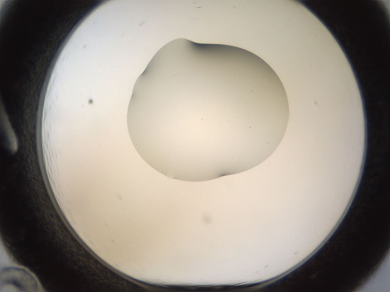 folderID175_plateID1175_batchID3226_wellNum12_profileID1_d1_r64266_ef.jpg