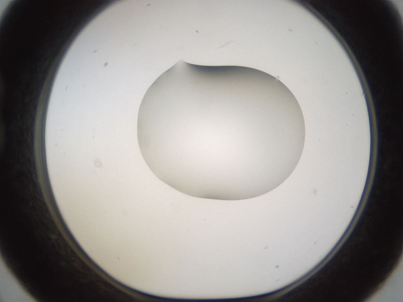 folderID175_plateID1175_batchID3226_wellNum21_profileID1_d1_r64275_ef.jpg